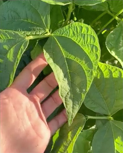 Delivered In Our Healthy Box®